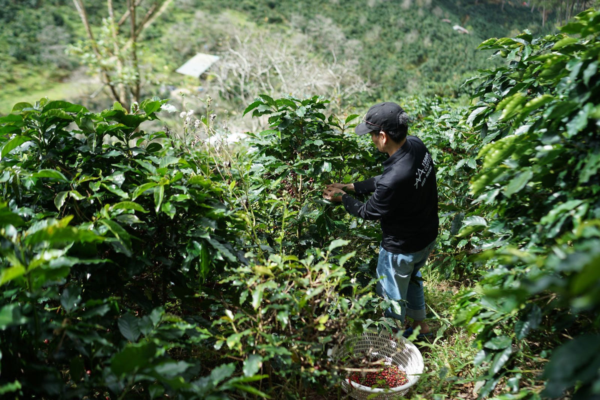 Coffee farmer harvesting beans on a high-altitude hillside plantation