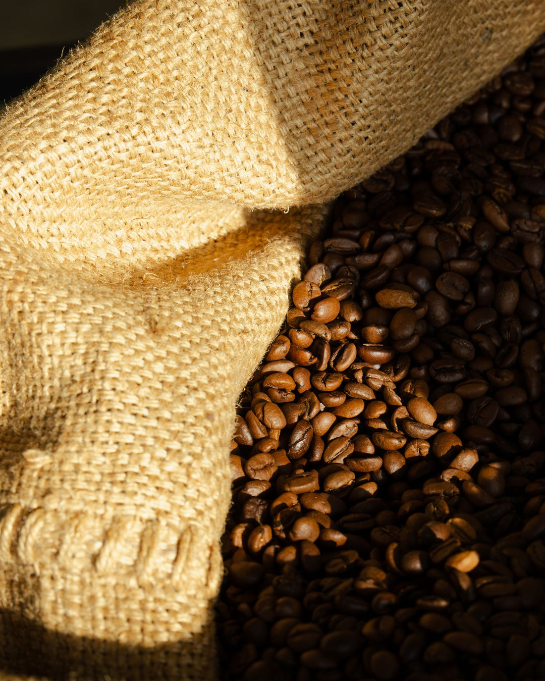 Fresh coffee beans spilling from a burlap sack